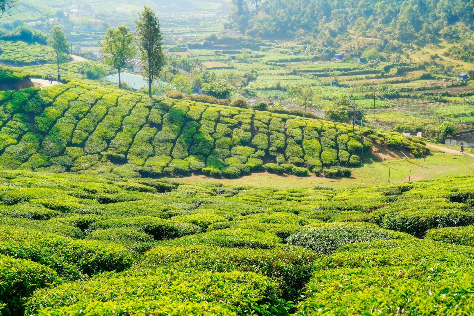 Rolling green tea plantations in Munnar, Kerala