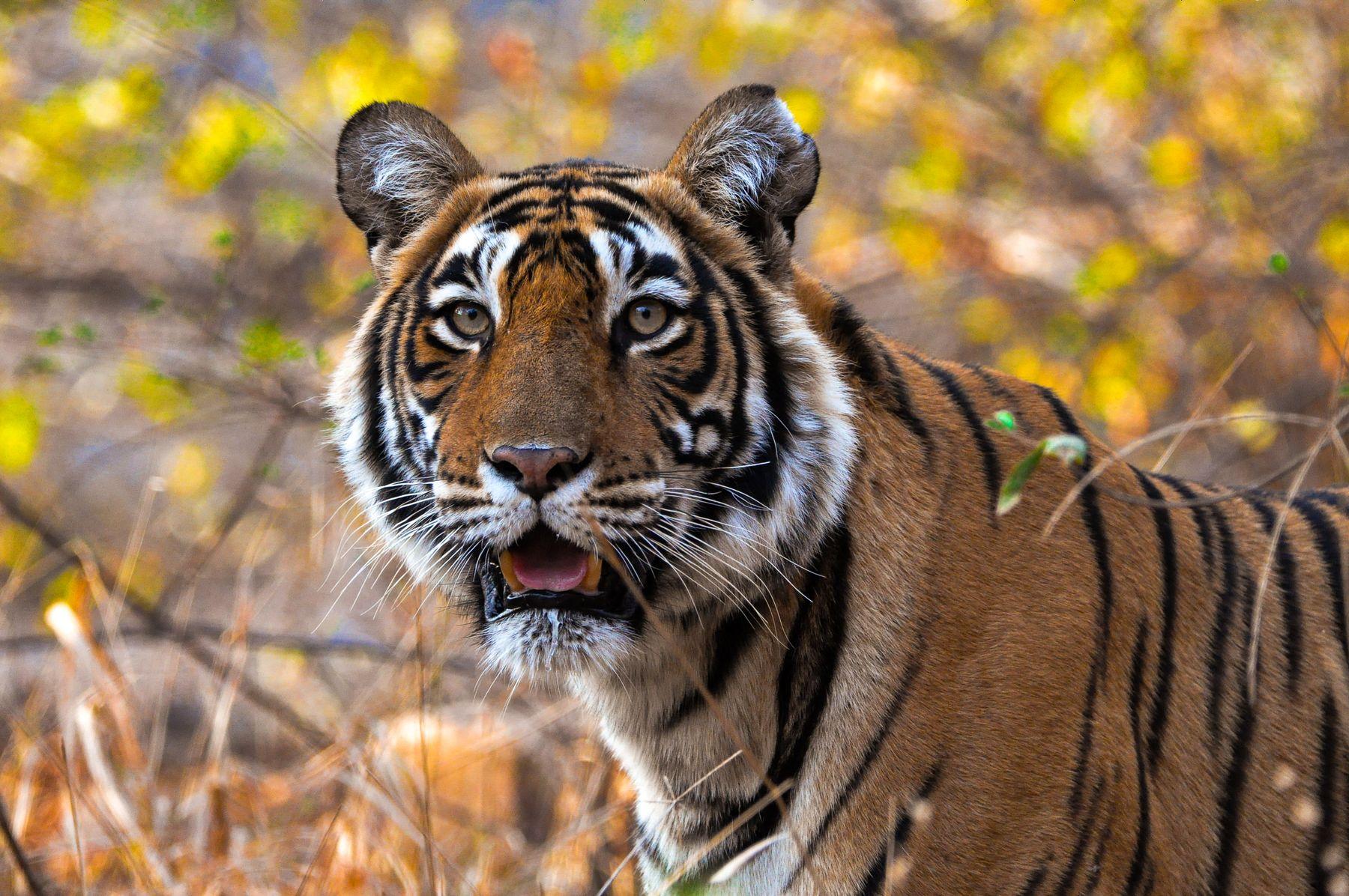 A Bengal tiger photographed in Rajasthan; wildlife sightings are not guaranteed